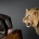 hombre con maleta huyendo de un león