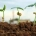 imagen de semillas germinando