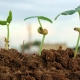imagen de semillas germinando