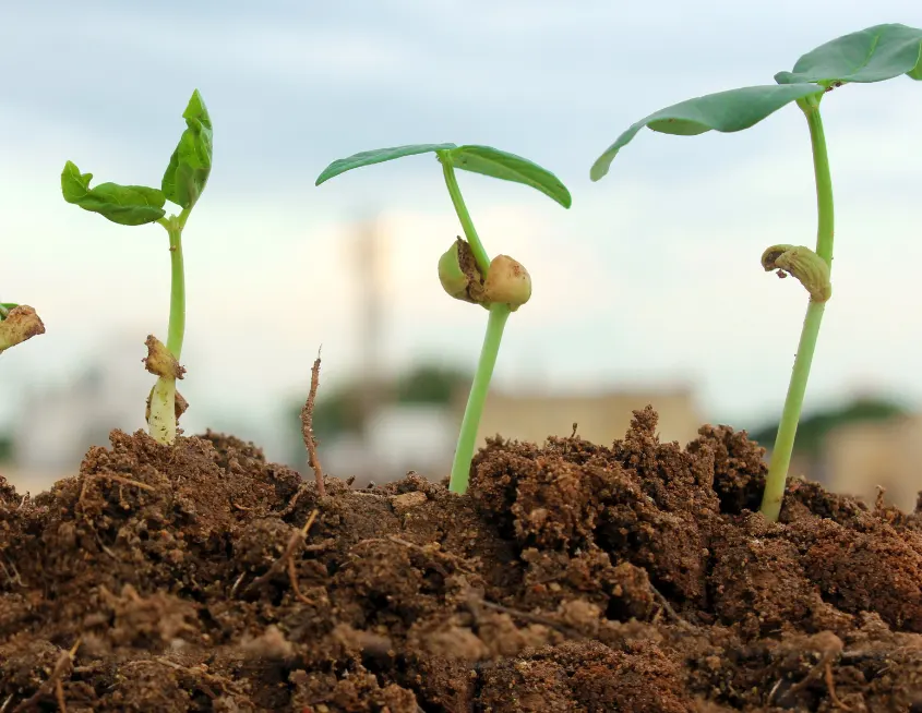 imagen de semillas germinando
