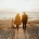 pareja paseando por la playa en el atardecer