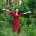Foto de mujer en el bosque rodeada de árboles con los brazos en cruz reconectando con la naturaleza