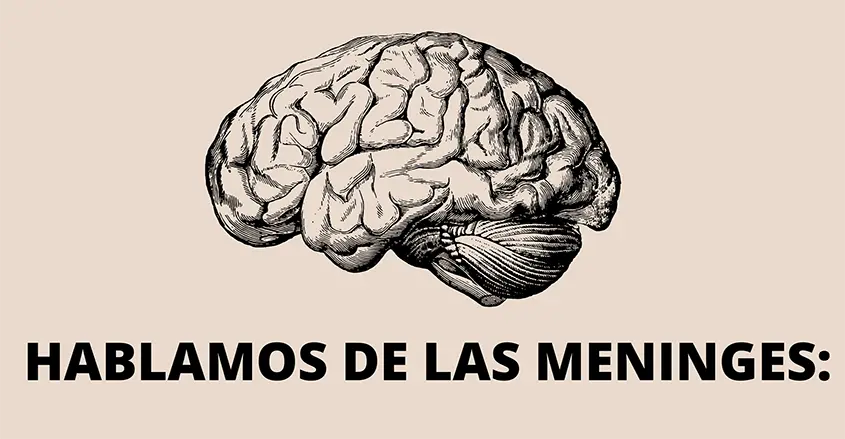 Imagen de un cerebro para ilustrar artñiculo sobre las meninges quiropráctico Badalona
