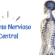 Imagen columna vertebral quiropráctico Badalona